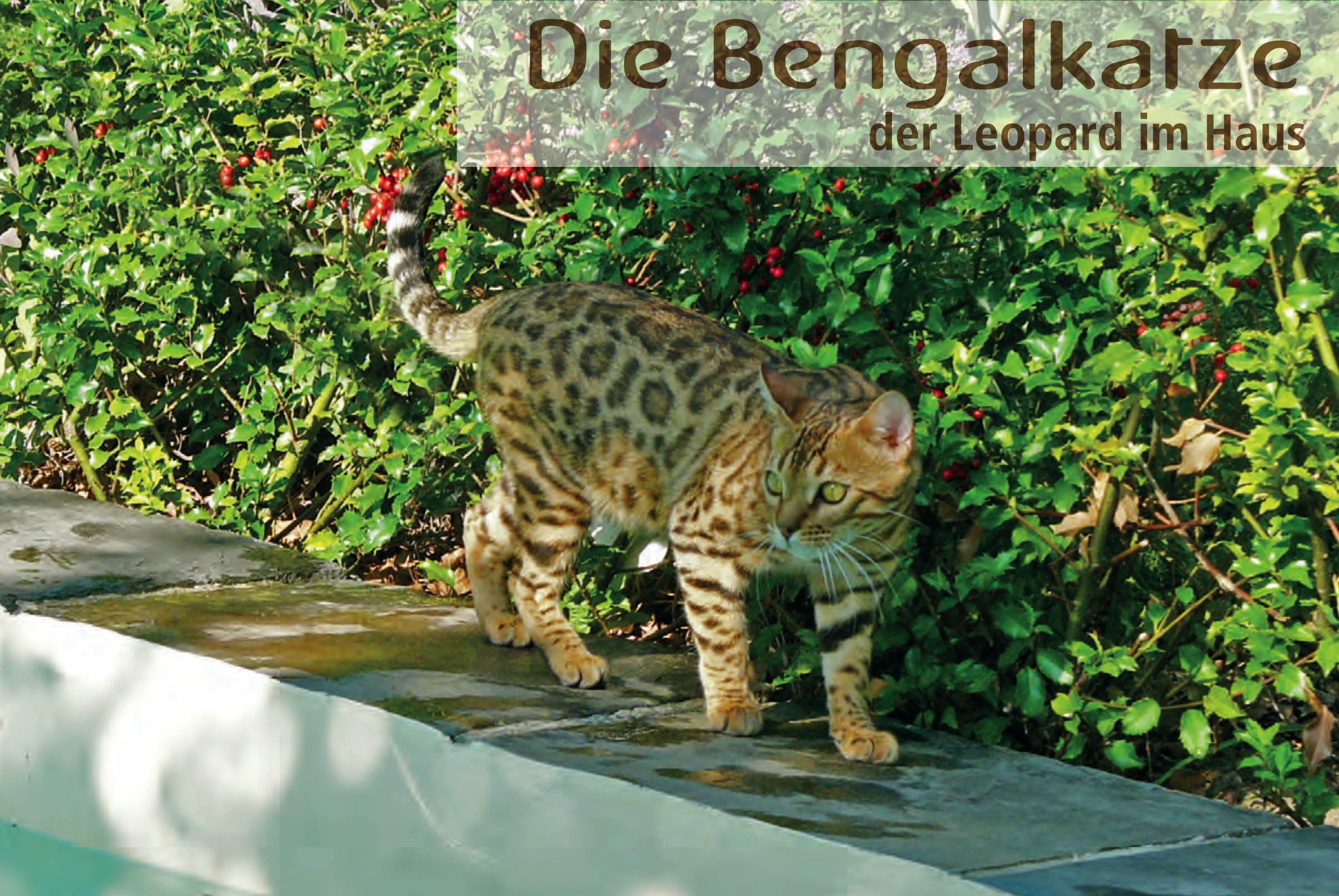 Bengalkatzen Portrait